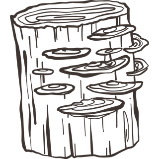 Adaptogens For<br/>Stress Support